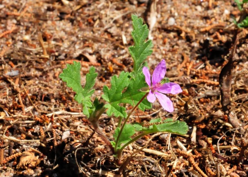 cfr. Erodium chium